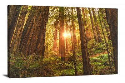 Redwood National Park, 2019 - Canvas Wrap