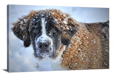 Dog in Snow - Canvas Wrap