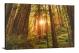 Redwood National Park, 2019 - Canvas Wrap
