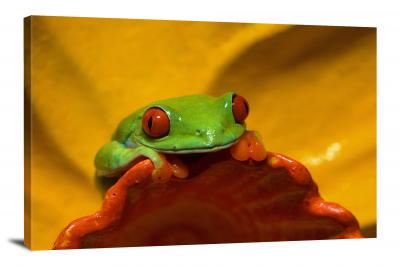 CW6970-amphibians-red-eyed-tree-frog-00