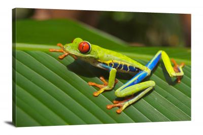 Tree Frog Stretching, 2012 - Canvas Wrap