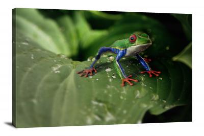 CW6972-amphibians-tree-frog-on-a-leaf-00