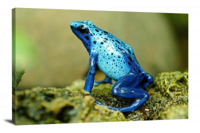 CW6973-amphibians-poison-dart-frog-00
