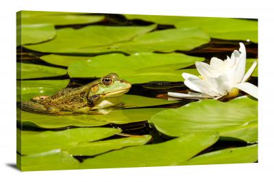 Frog on a Lily Pad, 2017 - Canvas Wrap