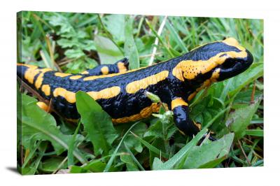 CW6975-amphibians-fire-salamander-00