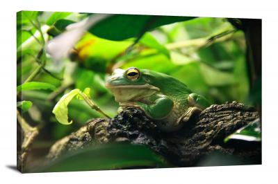 CW6976-amphibians-frog-on-a-log-00