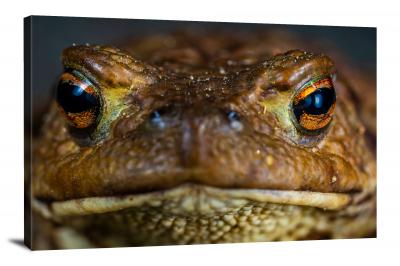 Closeup of a Toad, 2018 - Canvas Wrap