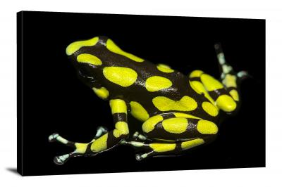 CW6980-amphibians-dendrobates-auratus-capurgana-dart-frog-00