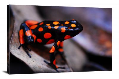 CW6981-amphibians-oophaga-histrionica-bahia-solano-dart-frog-00
