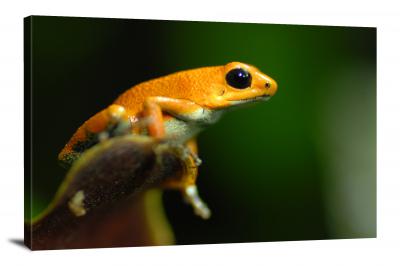 CW6982-amphibians-oophaga-pumilio-salt-creek-dart-frog-00