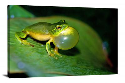 CW6983-amphibians-dainty-tree-frog-mating-call-00
