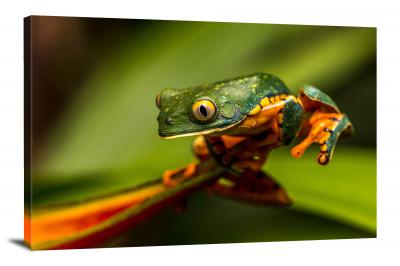 CW6984-amphibians-yellow-eyed-frog-00