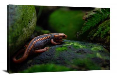 CW6988-amphibians-salamander-on-a-rock-00