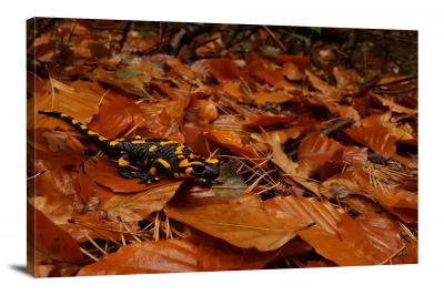 Salamander on Leaves, 2019 - Canvas Wrap