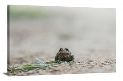 Small Leopard Toad, 2020 - Canvas Wrap