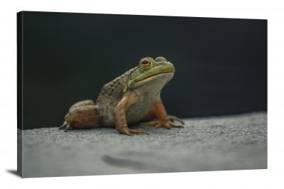 Frog Posing on Rock, 2020 - Canvas Wrap