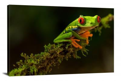 Tree Frog on a Mossy Branch, 2019 - Canvas Wrap