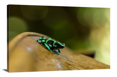 Green and Black Dart Frog, 2019 - Canvas Wrap