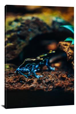 Two Colorful Dyeing Dart Frogs, 2019 - Canvas Wrap