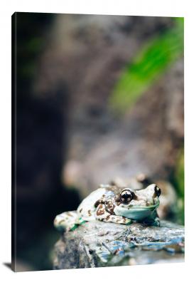 CW6996-amphibians-happy-frog-00