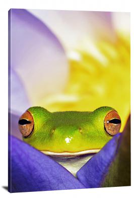 CW6998-amphibians-peeping-white-lipped-tree-frog-00