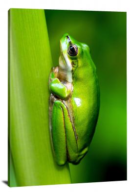 CW6999-amphibians-northern-dwarf-tree-frog-00