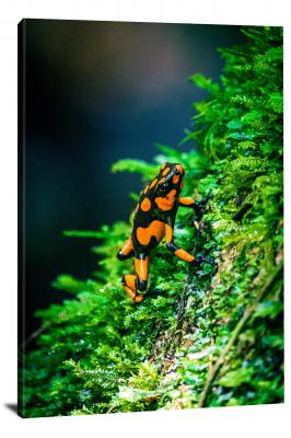 Spotted Orange Frog, 2022 - Canvas Wrap