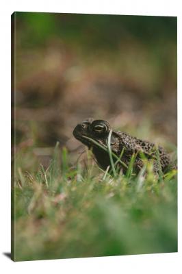 CW7003-amphibians-rogue-toad-00