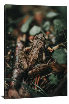 Common Frog in Estonia, 2019 - Canvas Wrap