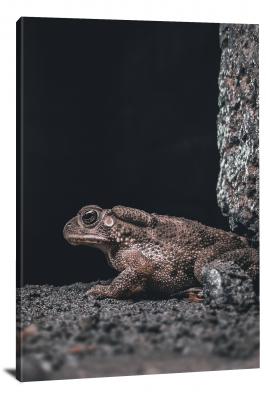 Toad Side Profile, 2021 - Canvas Wrap