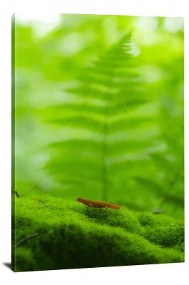 CW7007-amphibians-little-newt-on-moss-00