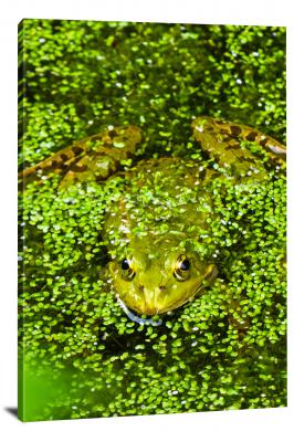CW7009-amphibians-frog-covered-in-algae-00