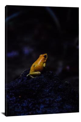 CW7010-amphibians-yellow-dart-frog-00