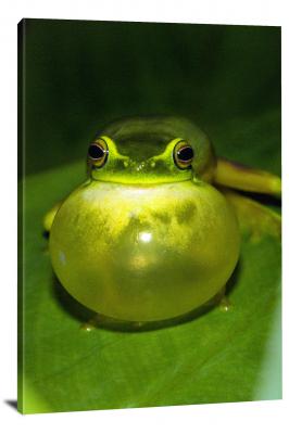CW7011-amphibians-frog-calling-00