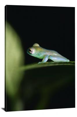 CW7012-amphibians-granular-glass-frog-00