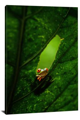 Red-Eyed Frog Looking Through a Leaf, 2021 - Canvas Wrap