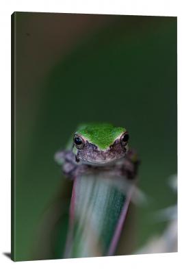 CW7016-amphibians-staring-frog-00