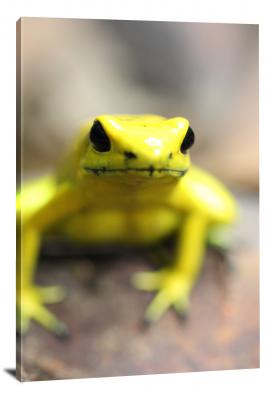 CW7018-amphibians-phyllobates-terribilis-yellow-dart-frog-00