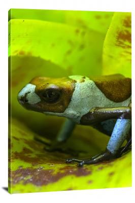 Oophaga Histrionica Blue Dart Frog, 2022 - Canvas Wrap