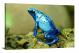 Poison Dart Frog, 2016 - Canvas Wrap