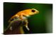 Oophaga Pumilio Salt Creek Dart Frog, 2022 - Canvas Wrap