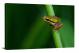Baby Tree Frog on Stem, 2019 - Canvas Wrap