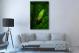 Red-Eyed Frog Looking Through a Leaf, 2021 - Canvas Wrap3