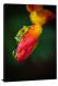 Artistic Tree Frog, 2021 - Canvas Wrap
