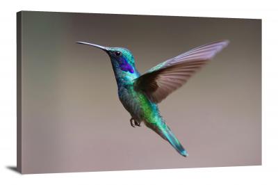 Hummingbird Closeup, 2017 - Canvas Wrap
