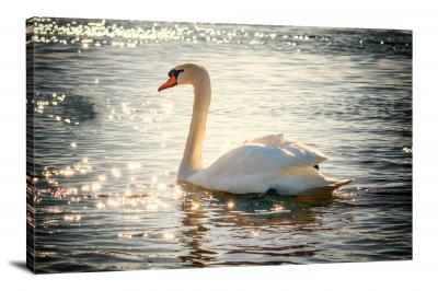 Swan on a Lake, 2017 - Canvas Wrap