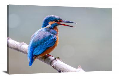 Kingfisher on a Branch, 2021 - Canvas Wrap