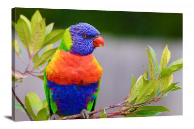 CW6706-birds-colorful-lorikeet-00