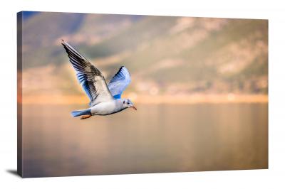 CW6707-birds-blue-winged-seagull-00