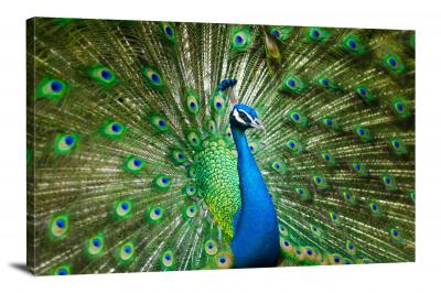 Peacock Feathers, 2017 - Canvas Wrap